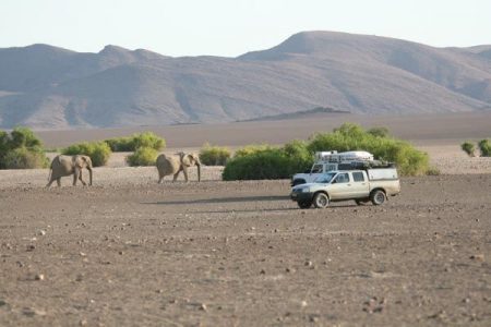 Desert elephants, Damaraland, Namibia self drive tour