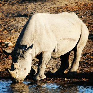 Etosha National Park in Namibia is the perfect place to see endangered black rhino
