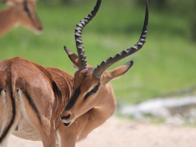 Black faced impala, Etosha, Namibia