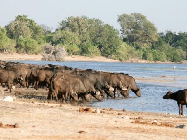 Buffalo herd drinking, Chobe Waterfront, Chobe National Park, Botswana