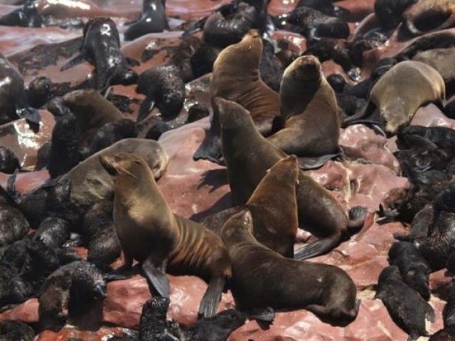 Cape Cross Seal Colony, Namibia