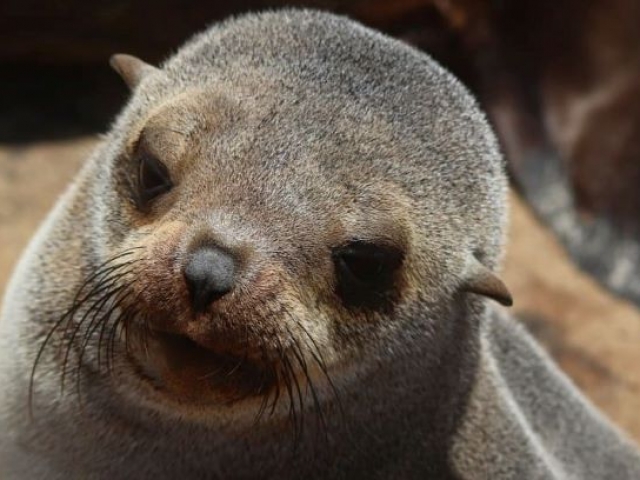 Cape Cross Seal Colony, Namibia