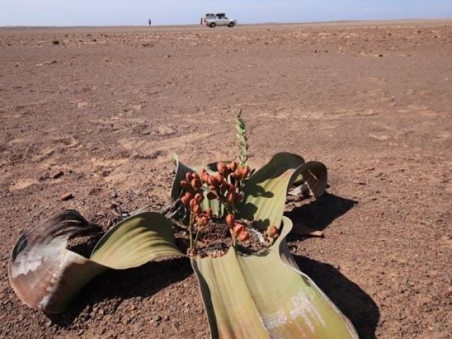 Damaraland, welwitschia, Namibia