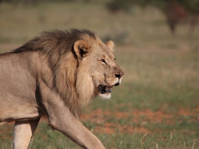 Etosha lion portrait, Namibia