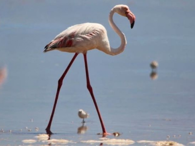 Flamingo Walvis Bay Namibia