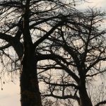 Baobabs - Savute