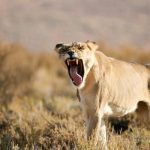 Lioness - Kgalagadi