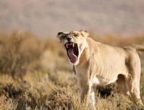 Lion portrait, Kgalagadi South Africa