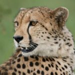 Cheetah Kruger