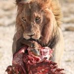 Mine - Kgalagadi