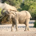 Dust bath - Puros
