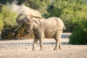 Desert elephant Puros, Namibia