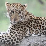 Diamond - Kruger National Park