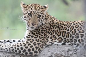 Leopard portrait, Kruger, South Africa