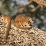 Tree squirrels - Kruger