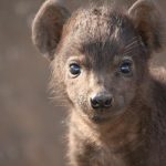 Hyena Pup - Kruger