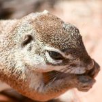 Ground squirrel - Namibia