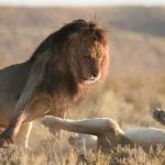 Not happy - Kgalagadi