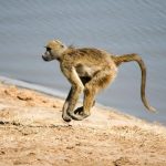 Baboon - Masuma Dam, Zimbabwe