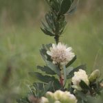 Protea