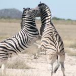 Fight - Etosha
