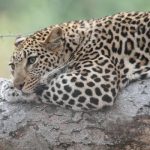 Diamond - beautifully relaxed.
