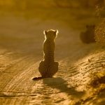 Adolescent cheetah - Kgalgaadi