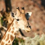 Desert Giraffe - Purros
