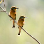 Little Bee Eaters - Moermi, Botswana