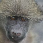Baby baboon - Kruger National Park