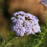 Wildflowers - Itala