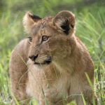 Gorgeous Lion Cub - Kruger National Park