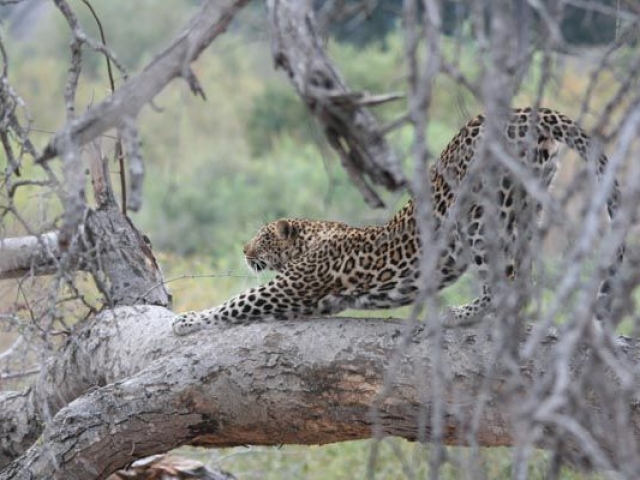 Kruger Family Magic - opportunities for exciting encounters with the 'Big 5'