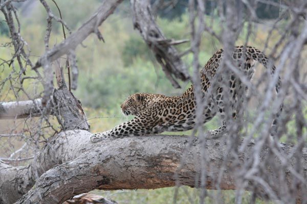 Kruger Family Magic - opportunities for exciting encounters with the 'Big 5'