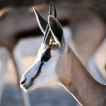 Sprngbok - Kgalagadi
