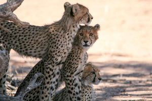 Cheetah, Kgalagadi, South Africa