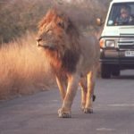 Male Lion - Kruger