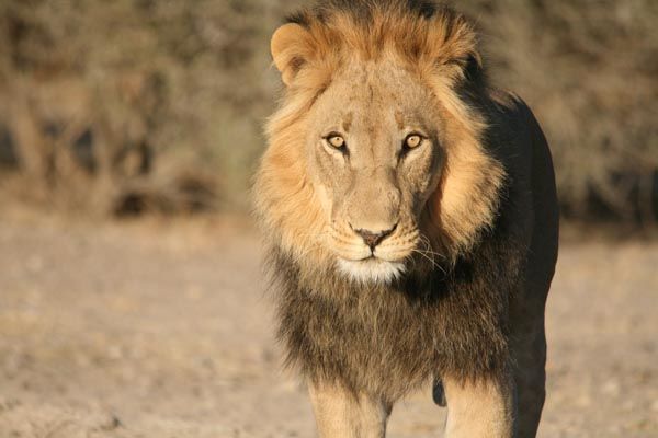 Lion, Central Kalahari, Botswana