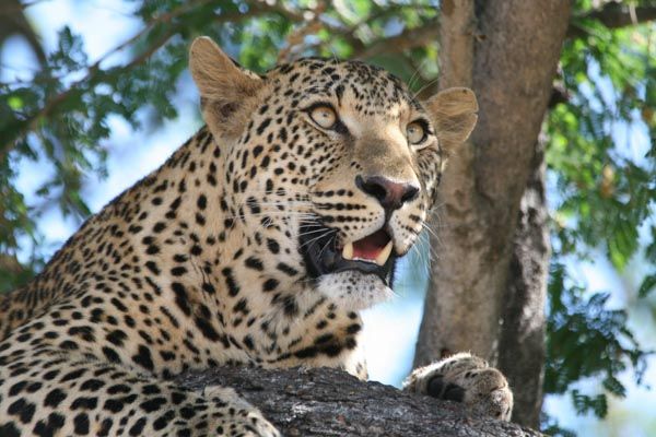Leopard, South Luangwa, Zambia
