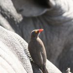 Red-billed Oxpecker
