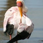 Yellow Billed Stork