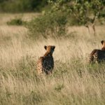 Cheetah on the hunt