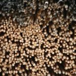 Thatch close up - Kruger National Park