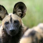 Wild Dog - Kruger