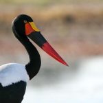 Saddlebilled Stork