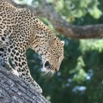 South Luangwa leopard portrait Zambia