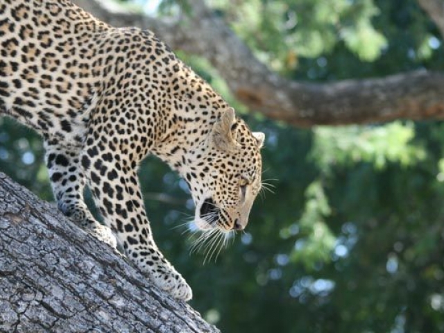 South Luangwa leopard, Malawi and Zambia