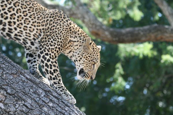 Patience on safari