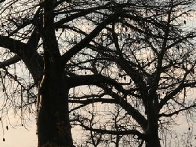 Baobab, Savute, Chobe National Park, Botswana