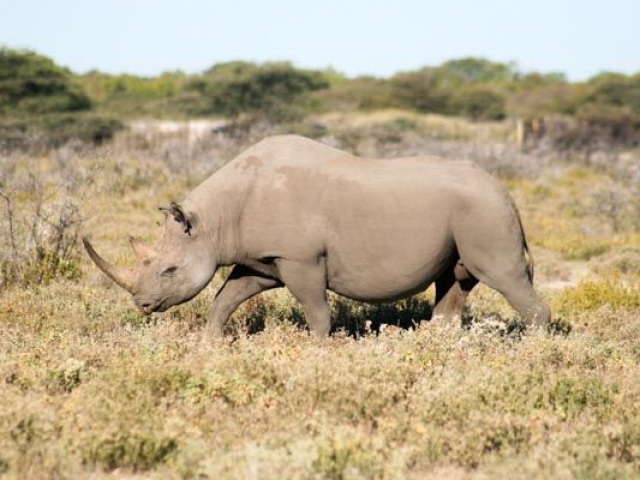 Black rhino, Etosha National Park, Namibia